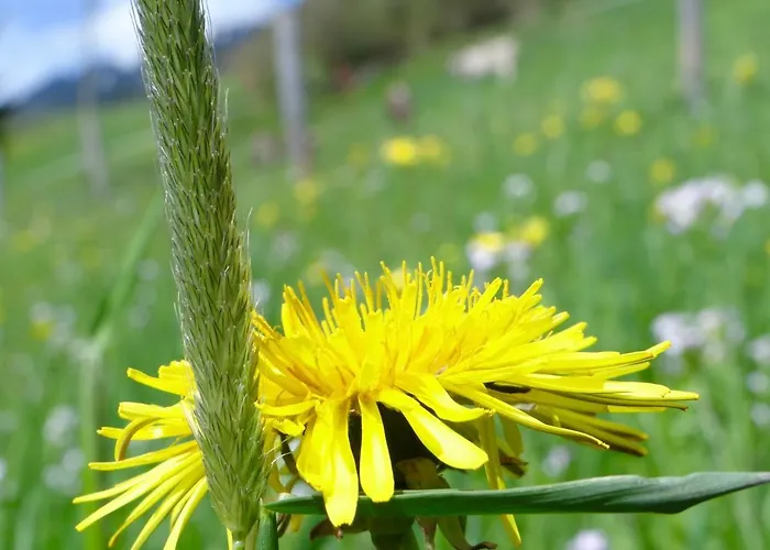 Meb Luxurioeses, Alpines Im Chalet-stil Blaichach