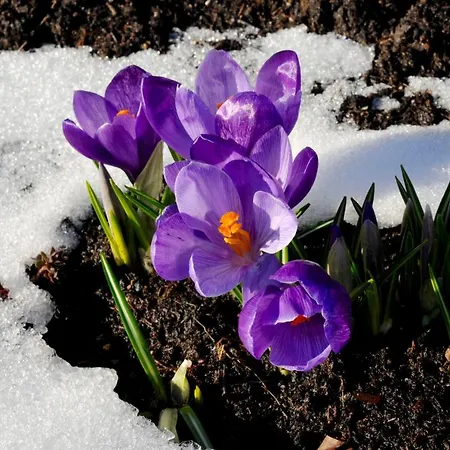 Meb Luxurioeses, Alpines Im Chalet-stil *