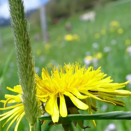 Meb Luxurioeses, Alpines Im Chalet-stil Blaichach