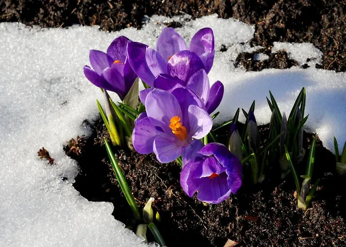 Meb Luxurioeses, Alpines Im Chalet-stil *